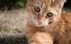 6 foto di gatti che non possono fare a meno di scattare selfie