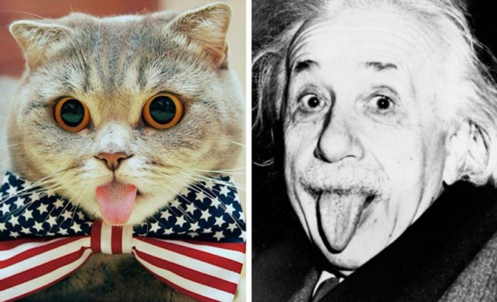 felino einstein