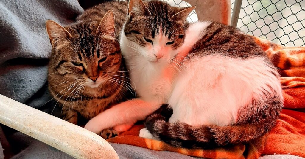 Anacleto e Merlino sopra una coperta arancione
