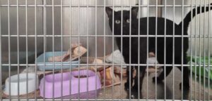 Artem, il gatto arrivato in Italia dall’Ucraina