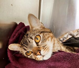 Astro: gatto abituato alla vita in casa cerca una nuova famiglia che l’adotti