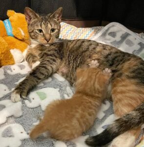 Bunny, la gatta che si è presa cura di un cucciolo orfano