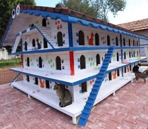 Dokum Park, il condominio per gatti in Turchia