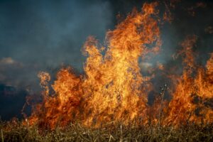Gatta eroina salva la sua mamma durante un incendio in casa