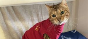 Raccolta fondi per l'asportazione chirurgica di un brutto cancro per la gattina Rose