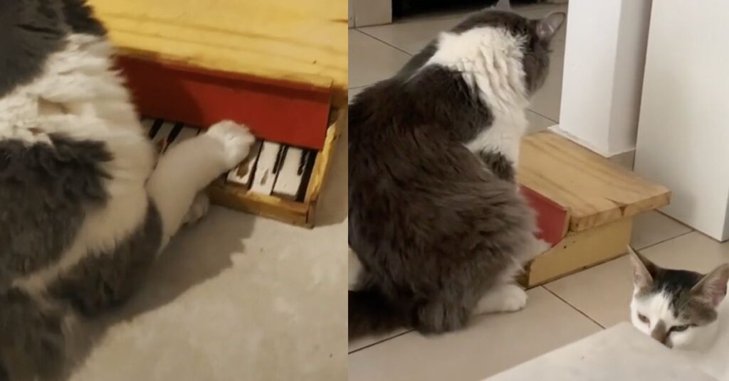 Limòn, il gatto che suona il pianoforte ed è diventato una star del web