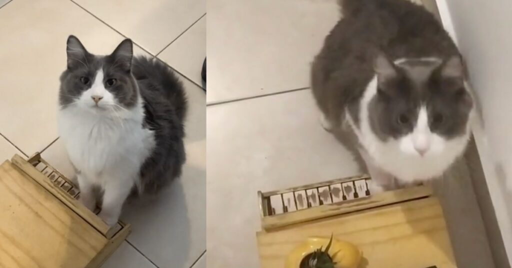 Limòn, il gatto che suona il pianoforte ed è diventato una star del web