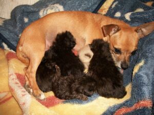 Gattini orfani adottati dalla cagnolina Penny