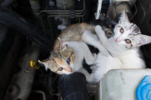 Gatto nel cofano salvato a Napoli ed adottato