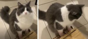 Limòn, il gatto che suona il pianoforte ed è diventato una star del web