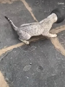 Uomo gentile libera un gatto che aveva la testa incastrata in una pentola