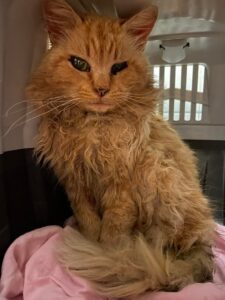 Leo, il micio abbandonato cerca di nuovo casa