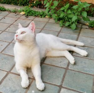 Liberty, la bellissima gattina bianca è alla ricerca di una famiglia per sempre