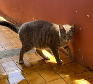 Licia, la gatta abbandonata cerca casa