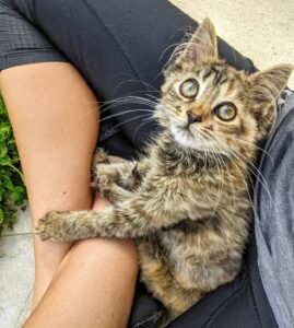 Merida, la gattina trovata con una lesione spinale