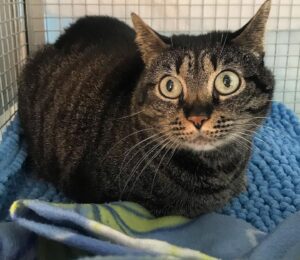 Mia: micia desiderosa di affetto è in cerca di una nuova casa
