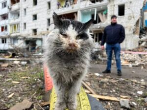 Murchyk, il gatto sopravvissuto ai bombardamenti è volato sul ponte