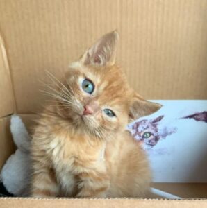 Murphy, il gattino con bisogni speciali ha trovato la felicità