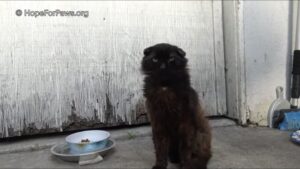 Gatto randagio in pessime condizioni trova una casa per sempre