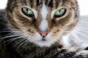 La donna si dedica completamente ai gatti affetti da leucemia felina