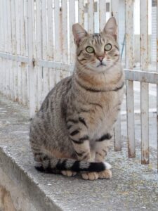 Puntino, il micio di colonia cerca casa