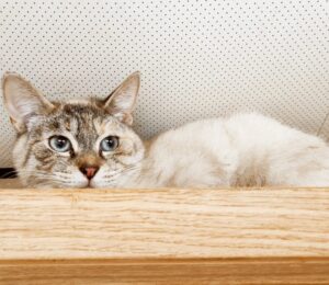Ricotta: gattina insicura e impaurita attende un’adozione di cuore