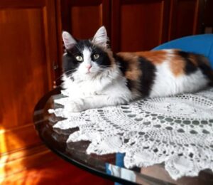 Rosina cerca famiglia: gattina tricolore è in attesa di una persona che le cambia la vita