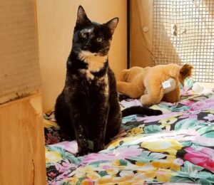 Scamorza: gattina giocherellona cerca una famiglia che si prenda cura di lei