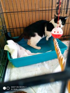 Spenk, il gatto salvato dai volontari cerca casa