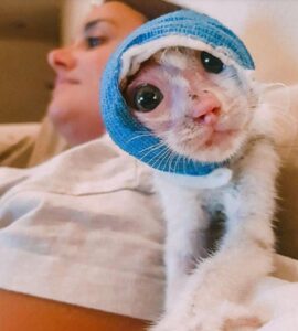 Teresita, la micia adottata dalla veterinaria che l’ha salvata