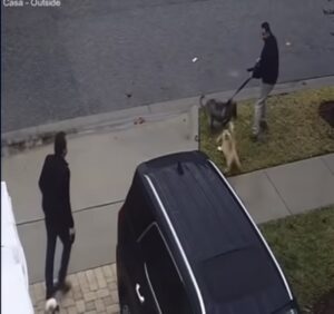 Gatto coraggioso si mette contro il cane che sta maltrattando il suo fratellino
