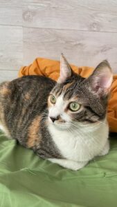 Yumi, la bellissima gattina è alla ricerca di un’adozione del cuore