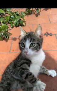 Zucchina, la gattina trovata quasi morta per strada è alla ricerca di una famiglia