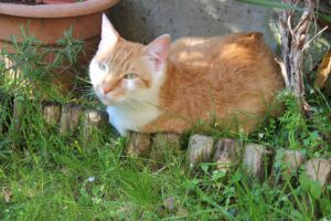 5 accessori che non possono mancare per i gatti che vivono in giardino