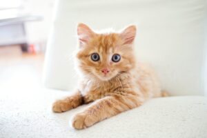 5 accessori per un gattino che si annoia e vuole ritrovare il buonumore