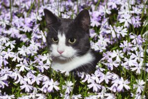 Accessori per il gatto in primavera: gli immancabili da tenere in casa