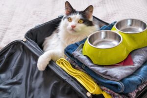 5 accessori da portare in valigia se vai in vacanza col tuo gatto