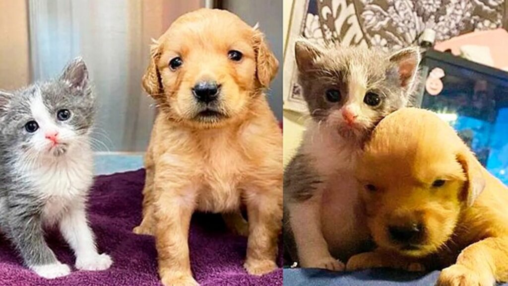 cane e gatto insieme nel rifugio