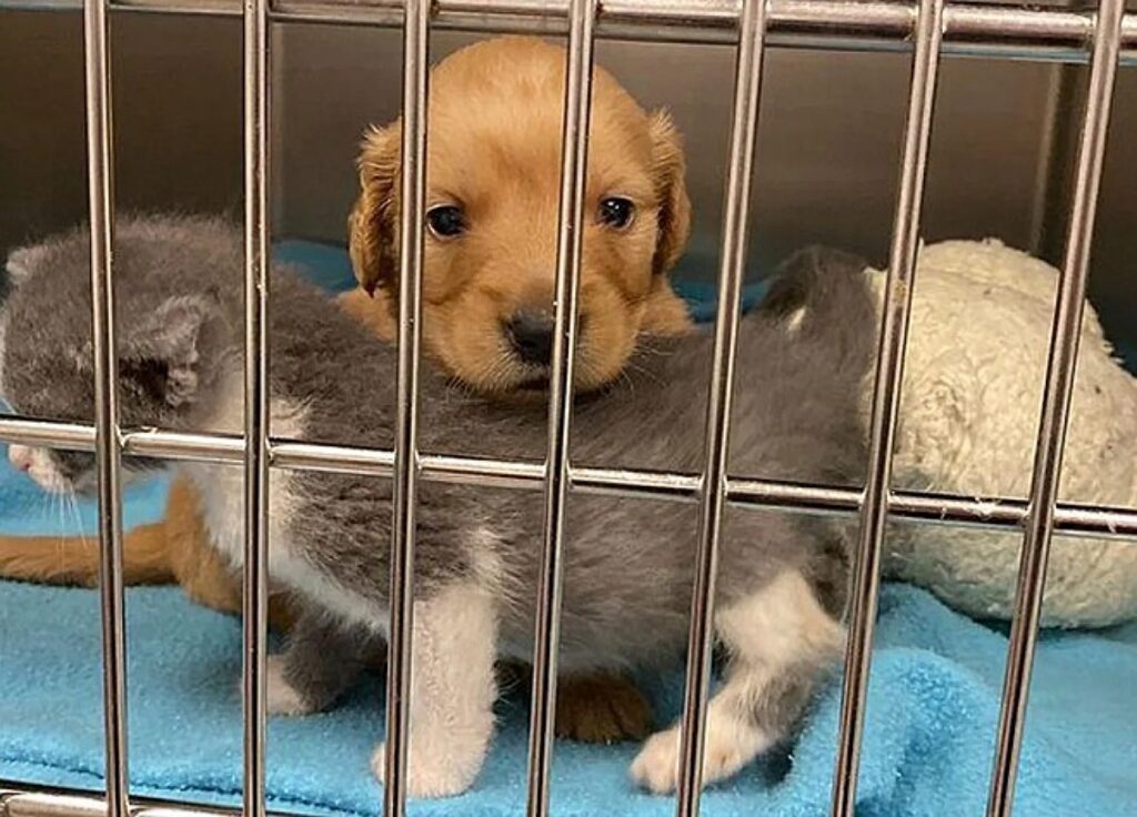 cane e gatto insieme nel rifugio