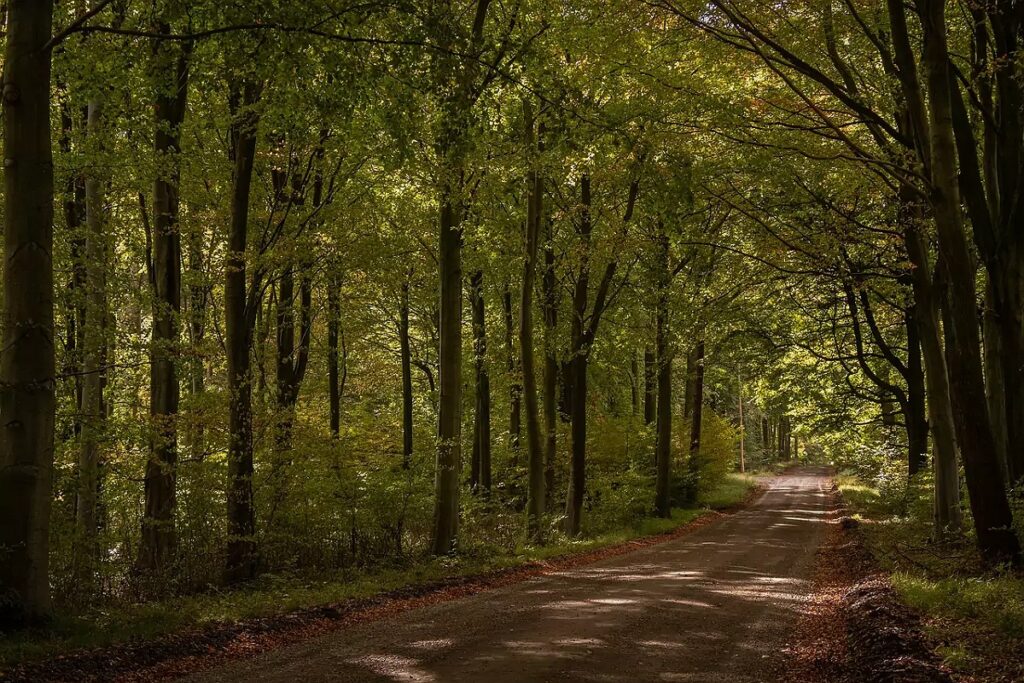 strada nel bosco