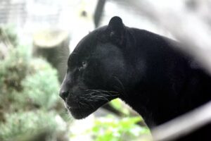 Un “grosso gatto” si aggira per le strade di campagna e terrorizza i cittadini