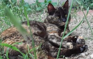 Bari, famiglia alla ricerca della povera Macu, una gatta tartarugata di 12 anni smarritasi senza preavviso