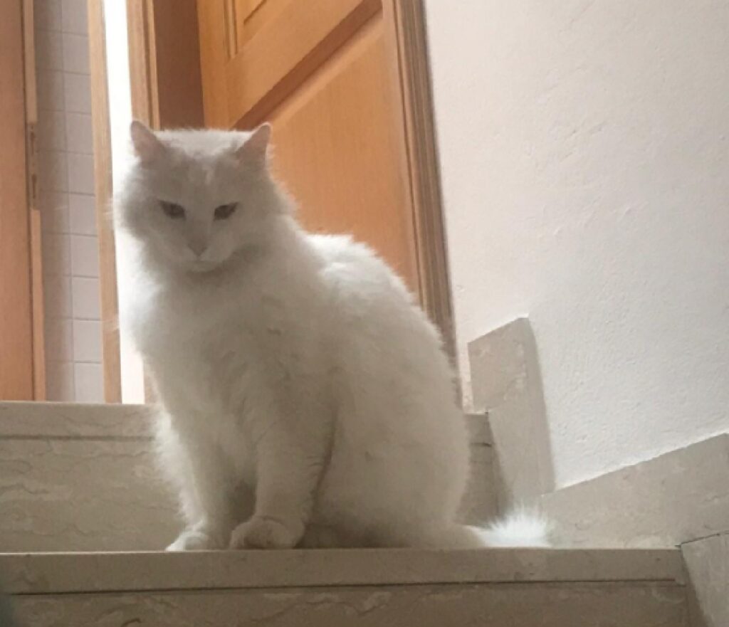 gatto nuvola scale della casa 