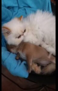Gattina è diventata mamma anche di un cucciolo
