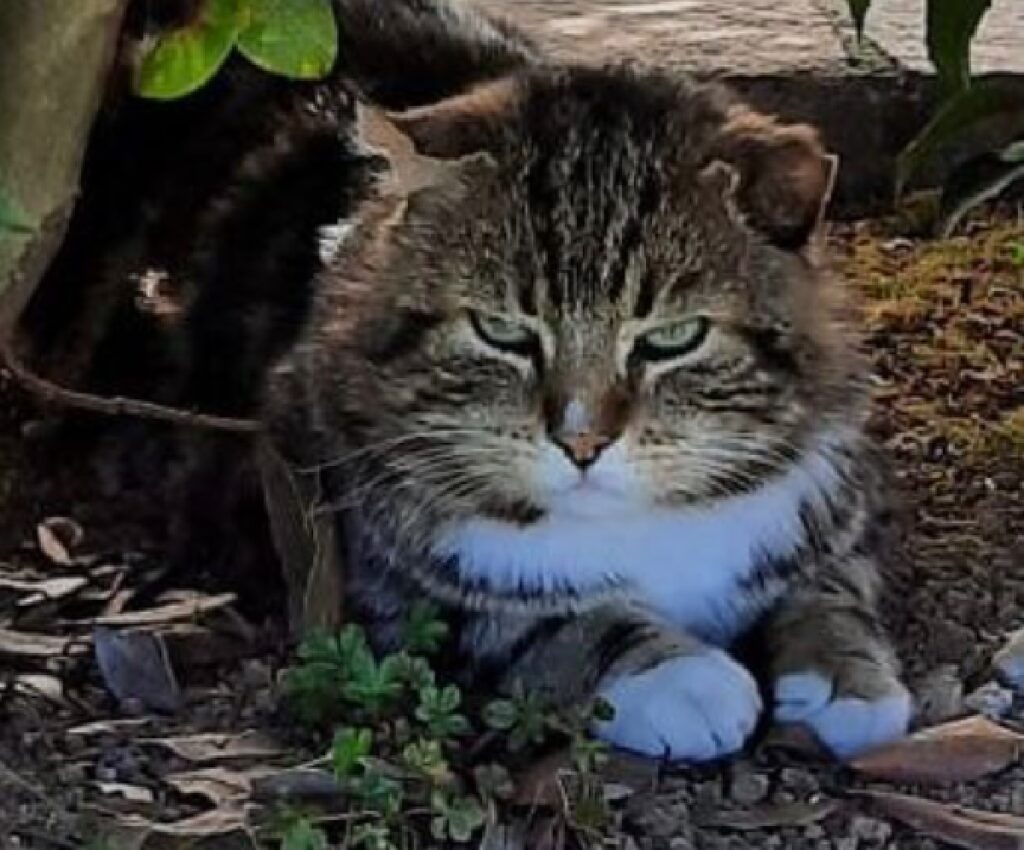 gatto sotto piantina verde 