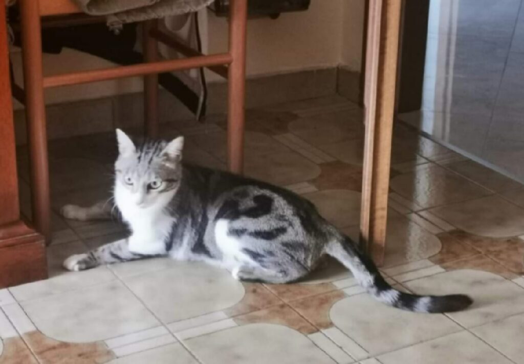 gatto leggera maculatura pelo 