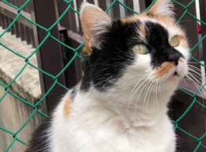 Broni, una ricerca che ormai dura da anni, la proprietaria vuole riabbracciare la sua amata gatta di nome Micia