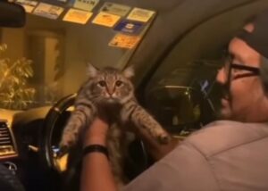 Il gatto balla in macchina con il suo papà umano; la figlia lo prende in giro perché all’inizio affermava di non voleva animali (VIDEO)
