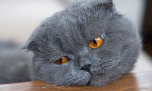 5 cose utili per far divertire un gatto annoiato e giù di tono