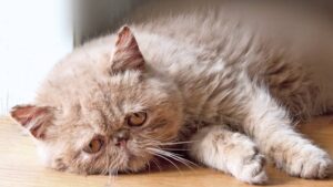 5 cose che puoi acquistare per risollevare l’umore del tuo gatto